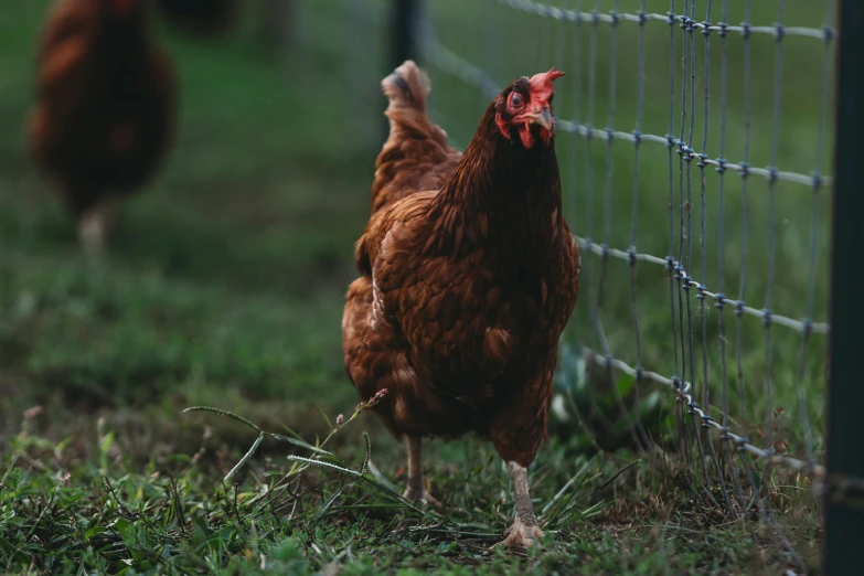 the small rooster is standing next to a fence