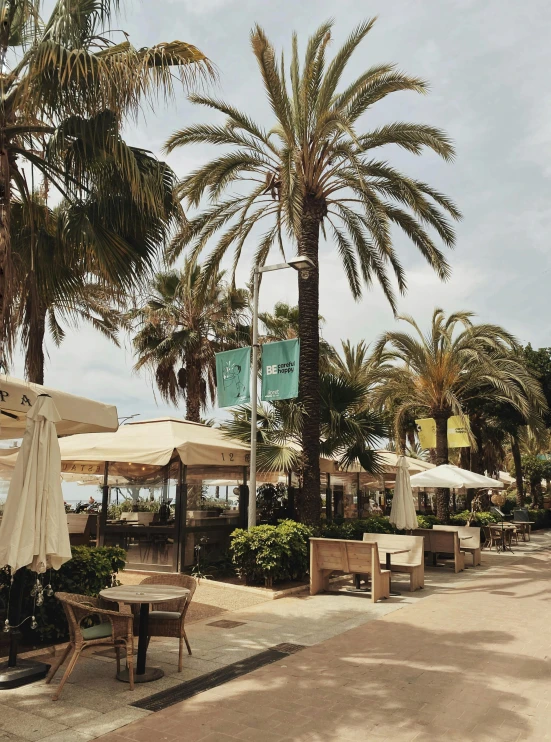 a row of chairs sitting under umbrellas near palm trees