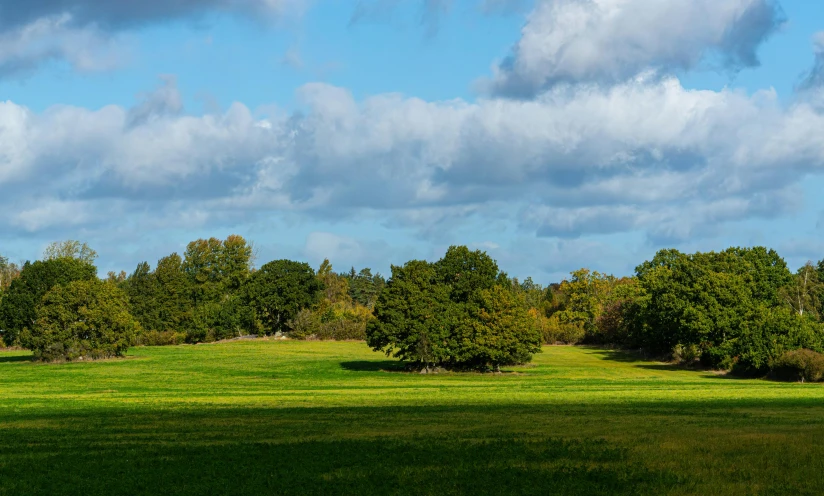 several trees are in the distance near a field