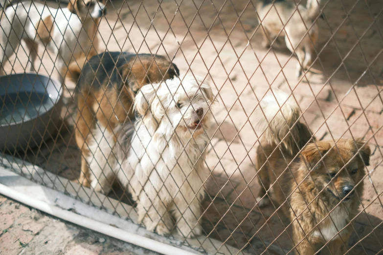 there are several small dogs behind a wire fence