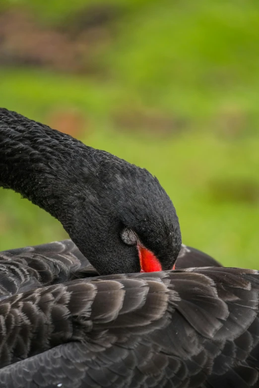 the black goose is pecking it's feathers on the grass