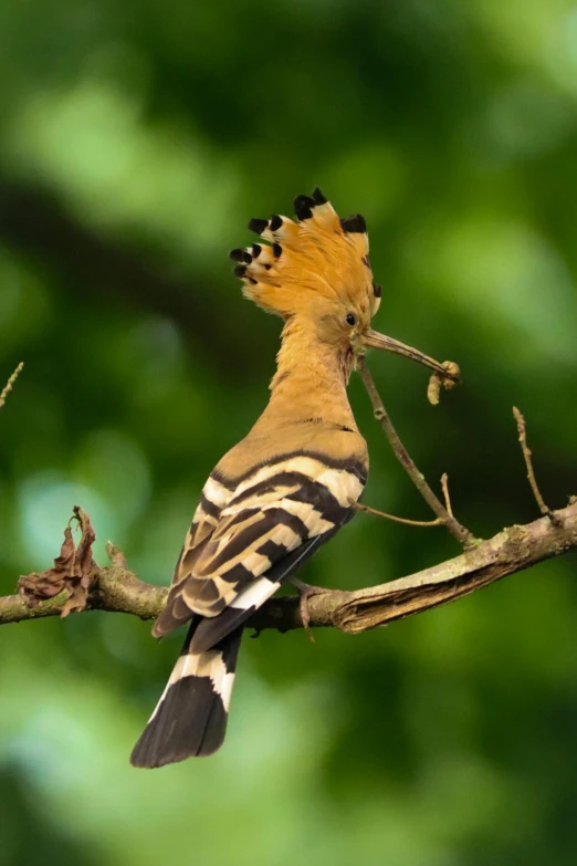 a bird that is sitting on a nch with leaves