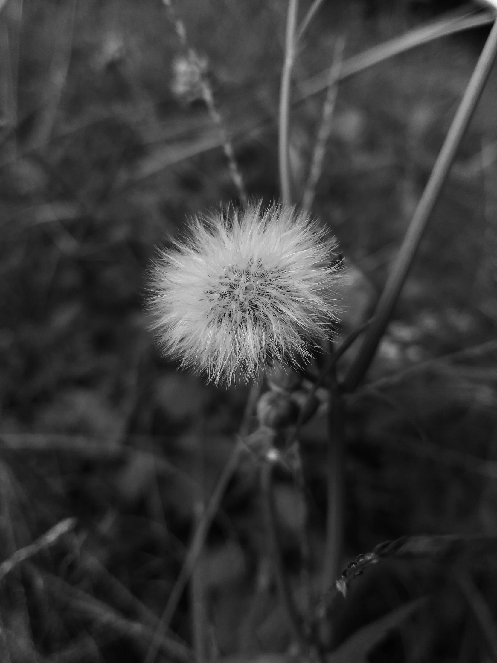 black and white po of a dandelion head