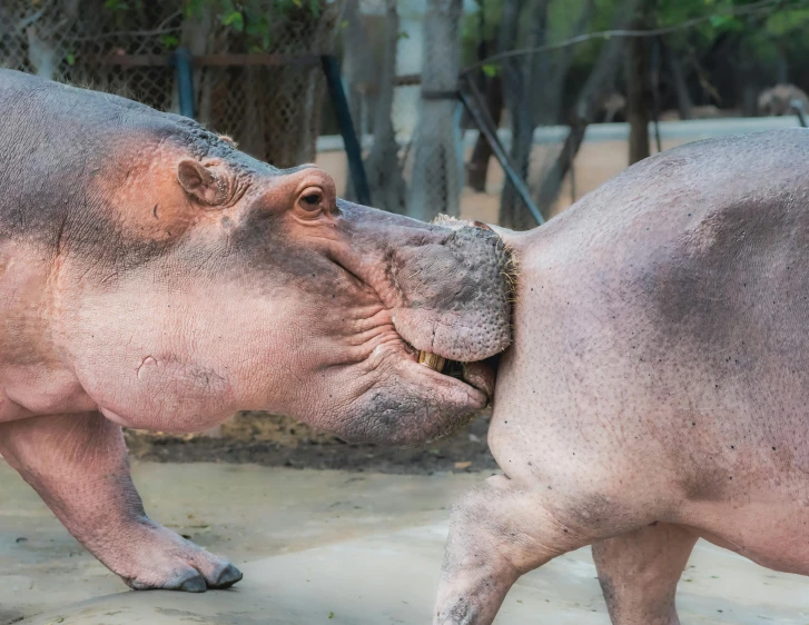 two large dogs fighting over each other in their enclosure