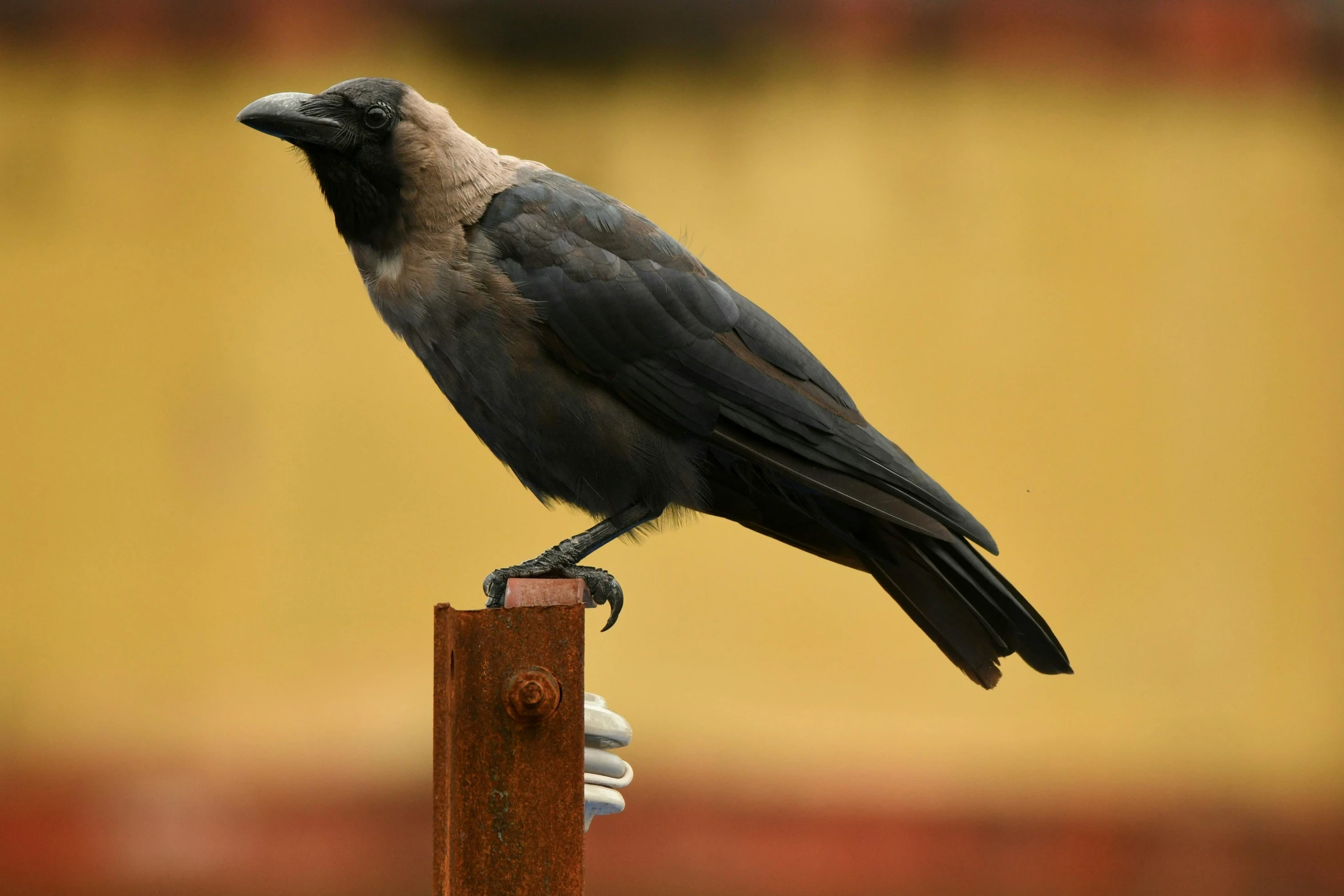 a bird that is perched on top of a pole