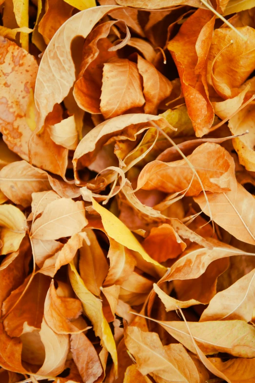 some brown and yellow leaves in the ground