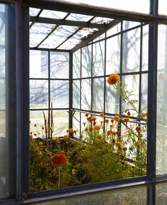 a group of flowers sit in a greenhouse