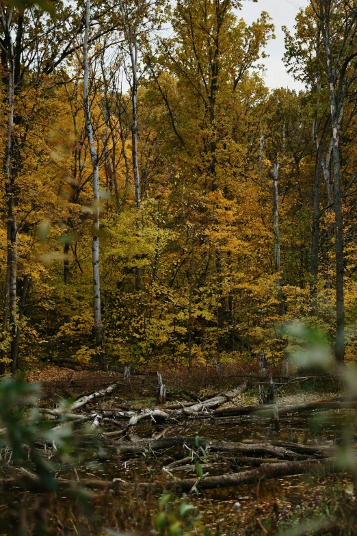 a group of trees that are next to each other