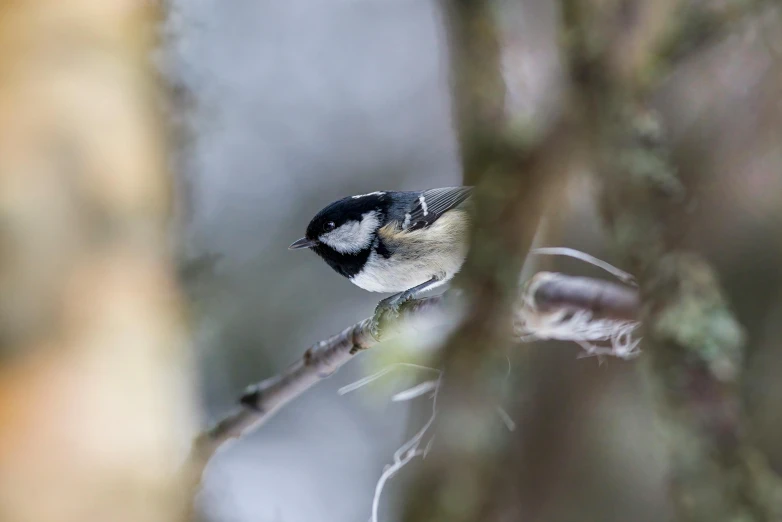 a bird on top of a nch in a forest