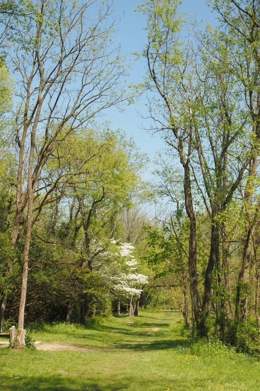 an image of the woods and the pathway