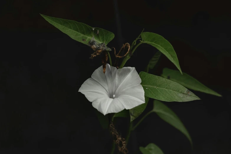 a white flower with two brown buds is in the center