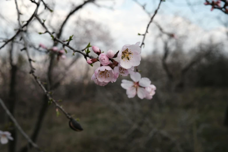 a tree that has some flowers on it