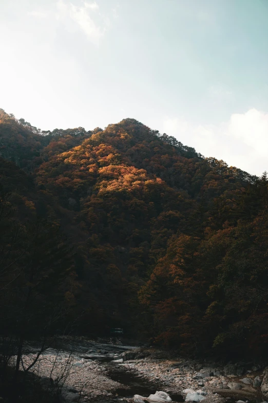 some trees are near a mountain and a stream