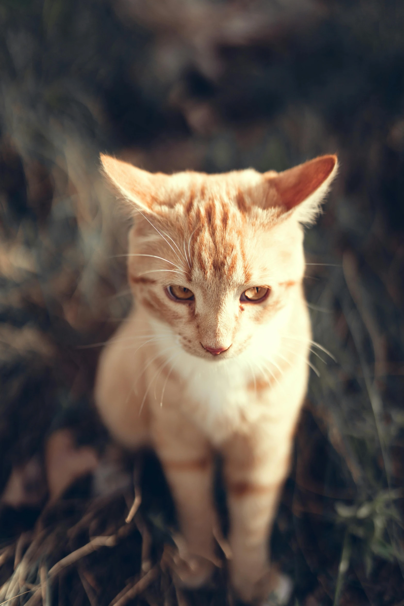 a small orange cat sitting in the grass