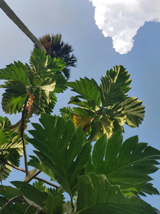 the leaves of a tree under a blue sky