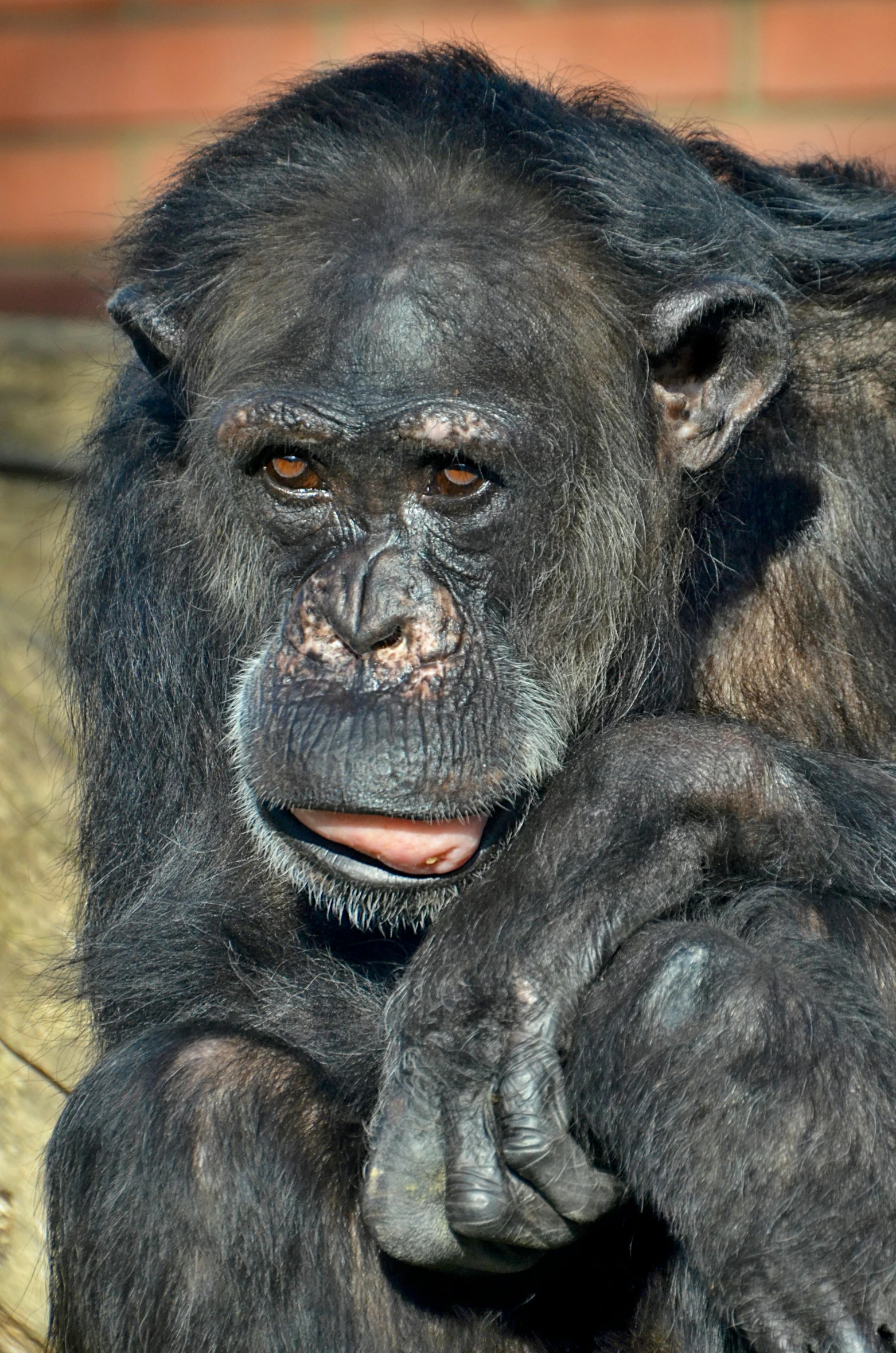 there is a close up picture of a chimpan