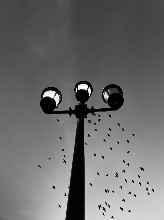 a lot of birds are flying around a lamppost