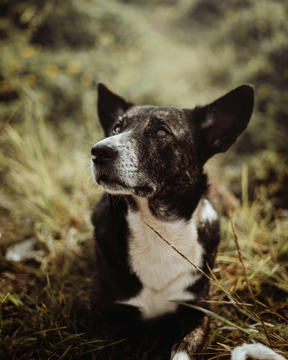 a small dog sitting in the grass by himself