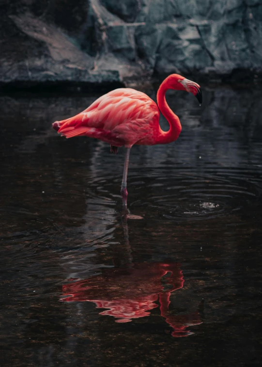 a pink flamingo standing in water next to a stone wall