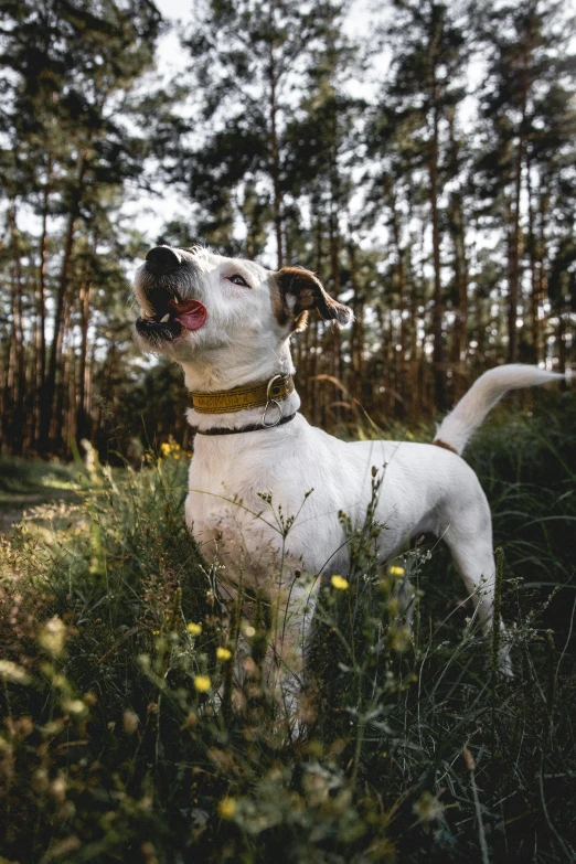 a small white dog sitting in the grass with its mouth open