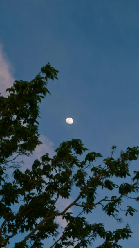 a moon is seen above trees with the sky in the background