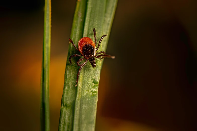 a bug on a plant with red and brown markings