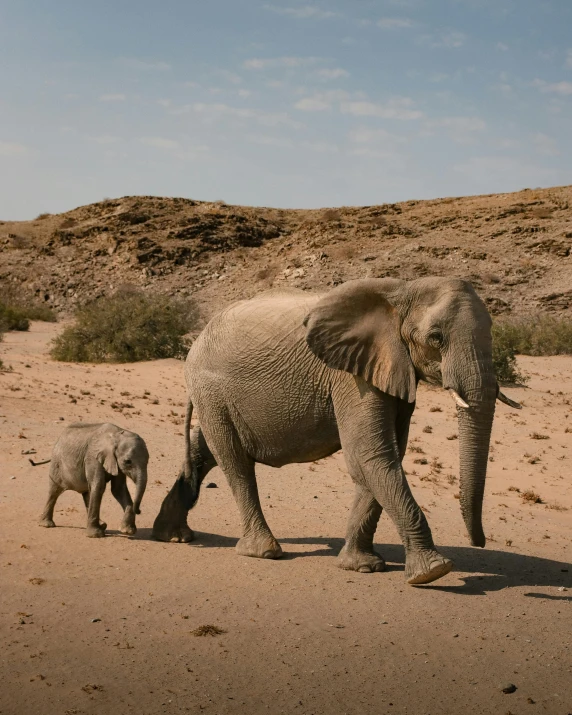 an adult and baby elephant walk across dirt