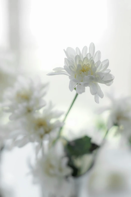 there are three flowers in this vase on the table