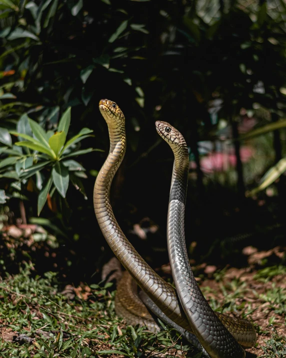 two snake in the sun on some grass