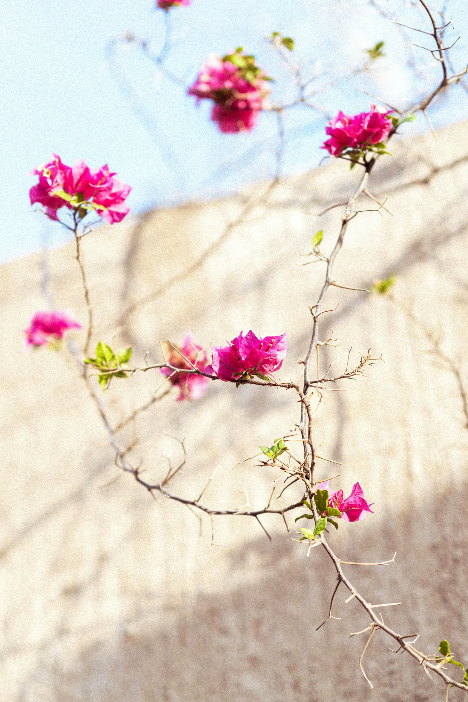 a pink flowered nch against the blue sky