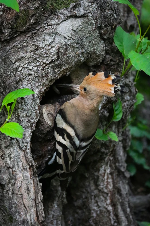 a small bird is poking its head out of a hole in the bark of a tree