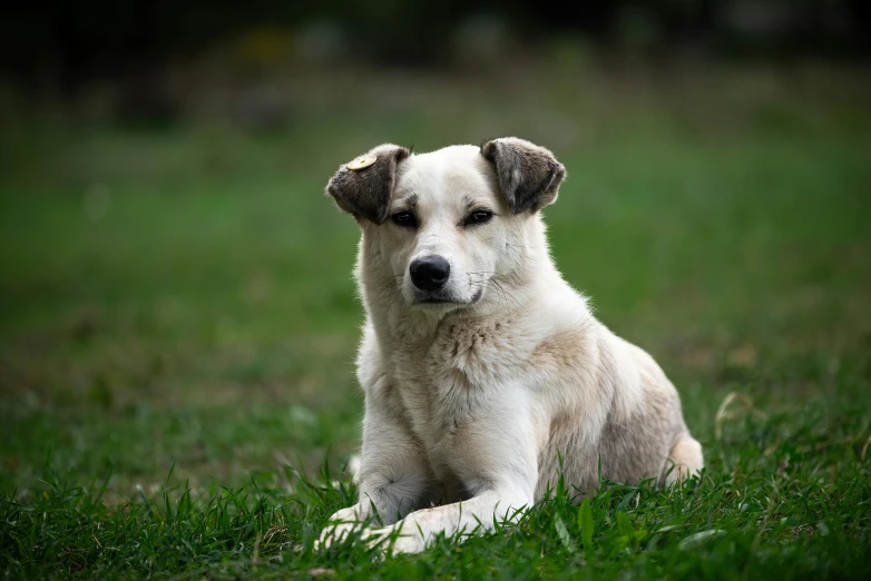 an image of a dog that is laying in the grass