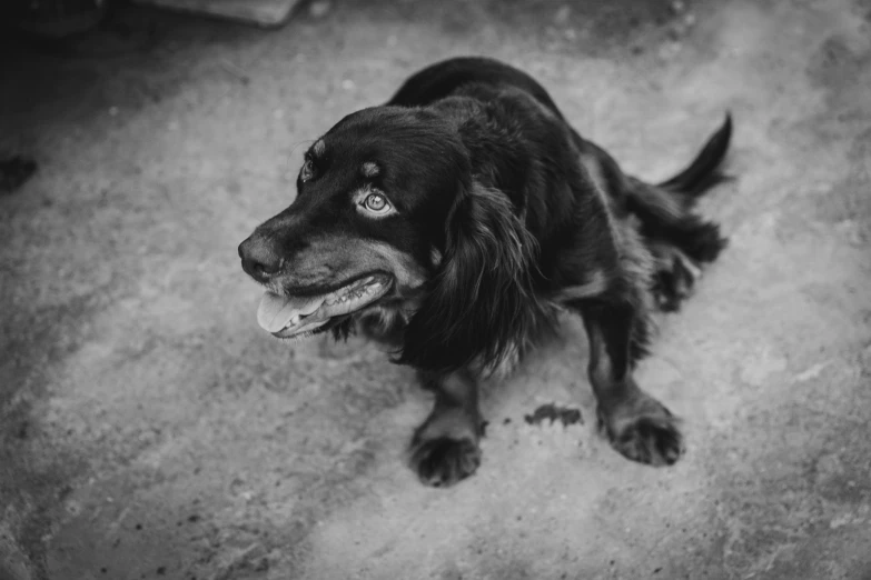 a dog with a smile sitting on the ground