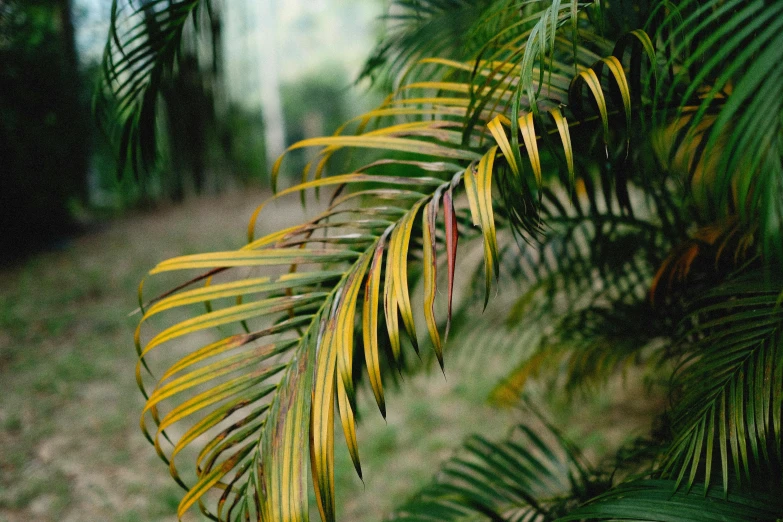 a palm tree with some yellow leaves