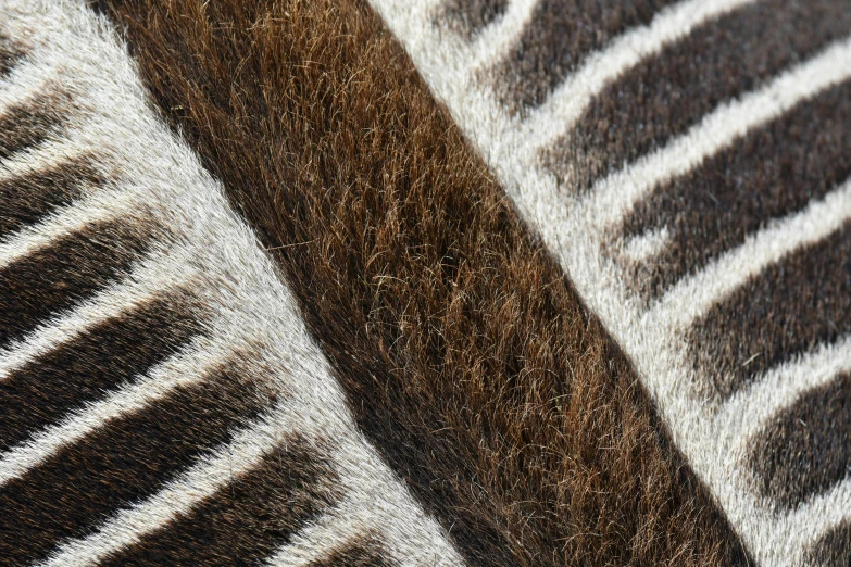 an animal pattern with brown, white and black colors