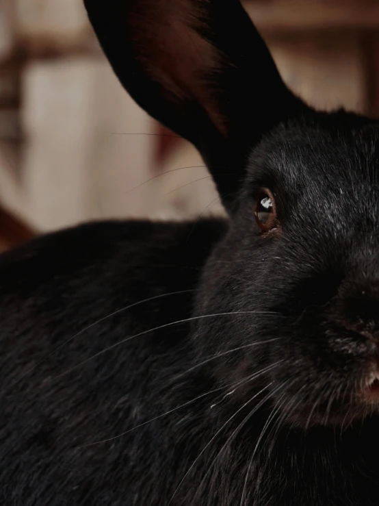 a black bunny rabbit with one eye open looking straight ahead