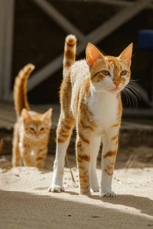 two cat walking towards the camera in front of a shed
