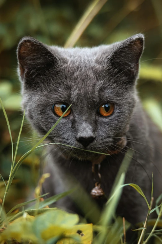 an orange eyed gray cat is walking through the grass