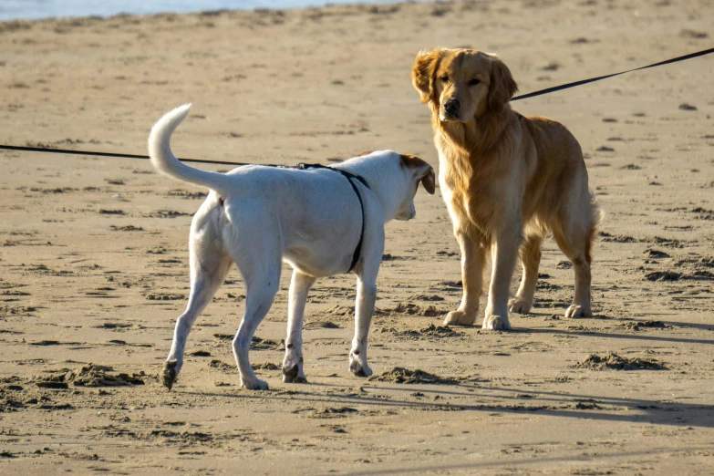 two dogs are playing on the beach with their owner