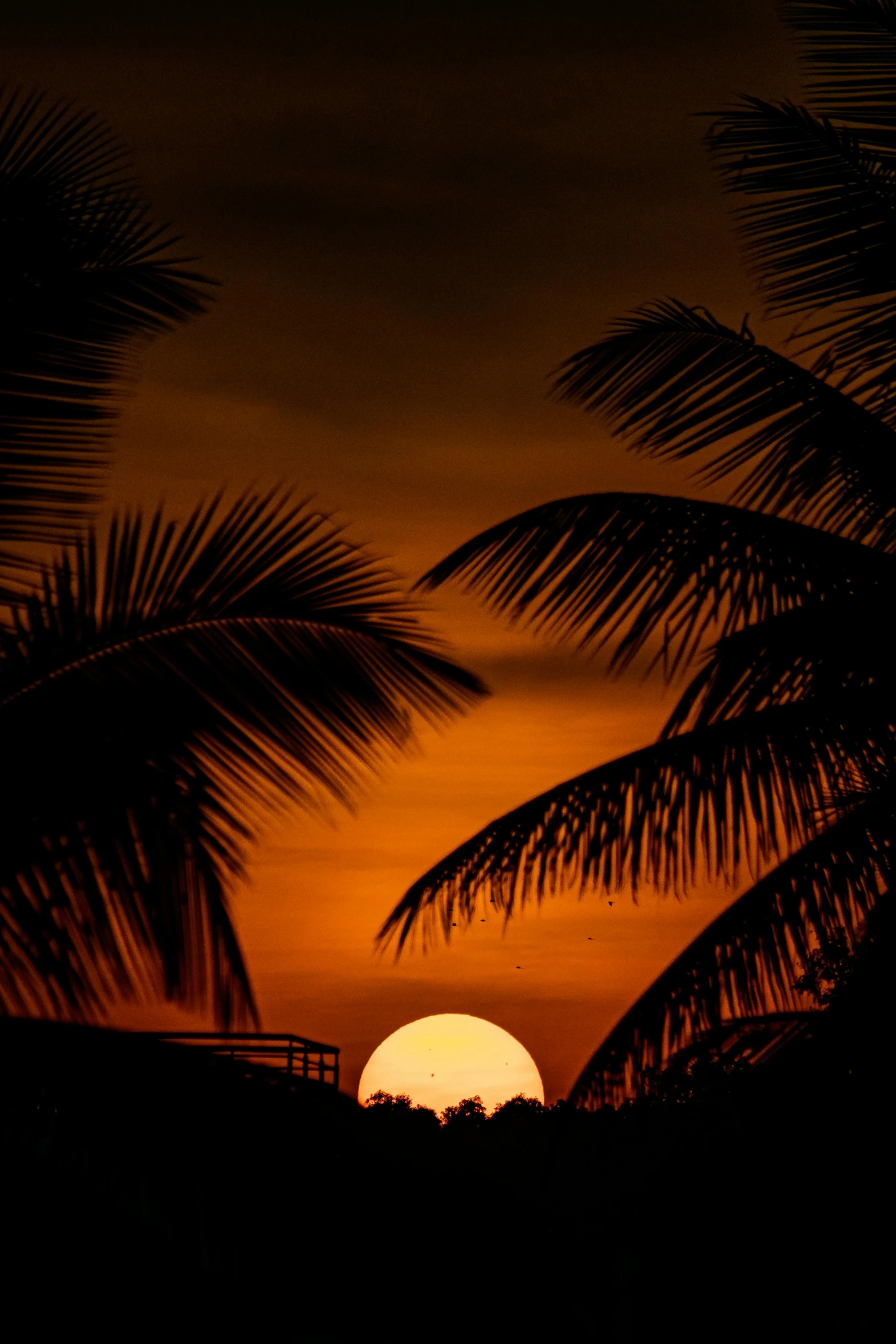 a full moon in the background with silhouettes of trees