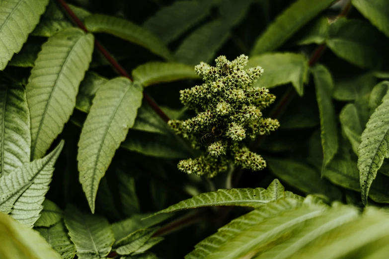 a bunch of green leaves and a very pretty plant