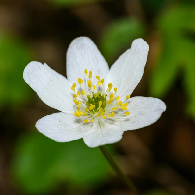 white flower with yellow stamens with green foliage