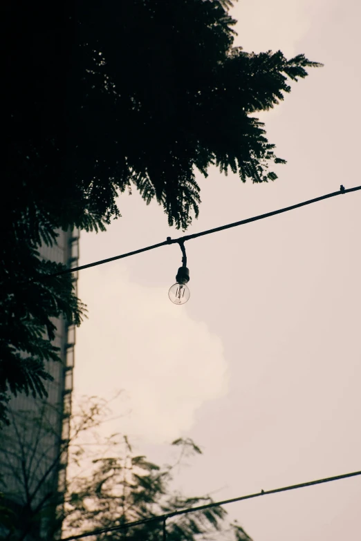 a couple of birds sitting on top of a wire