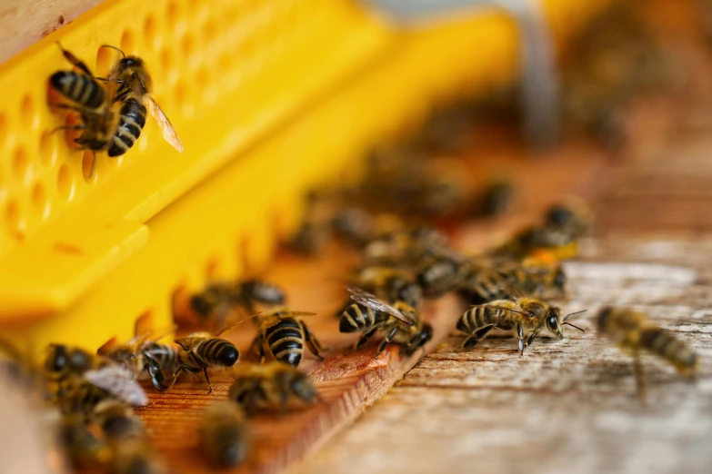 a bee farm with beekeepers working on a honeycomb