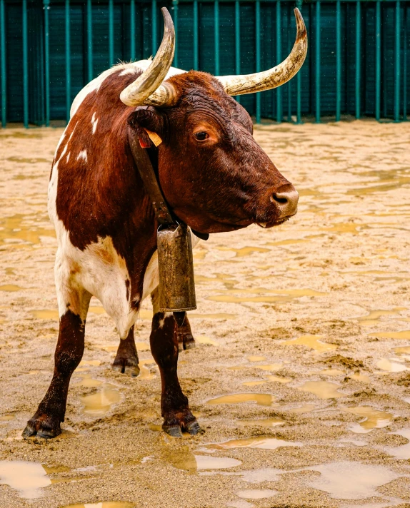 an animal with large horns standing in mud