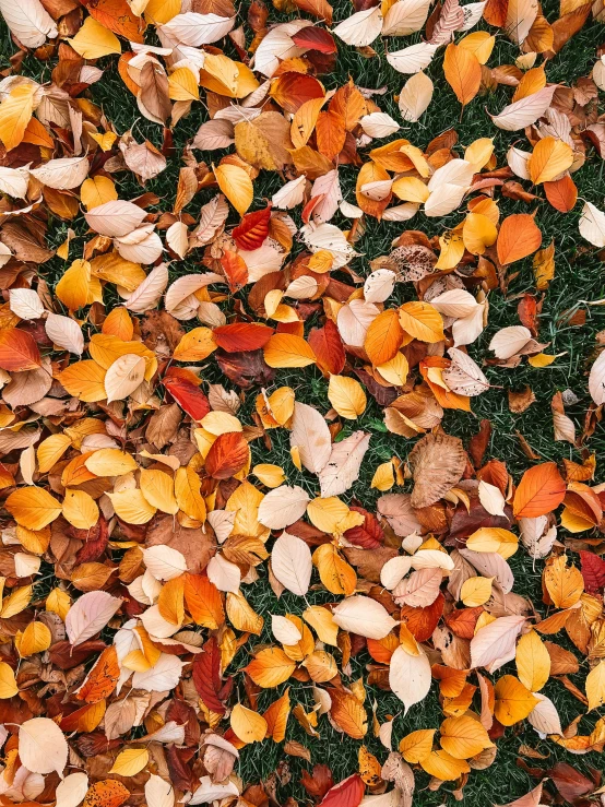 leaves scattered over the grass on the ground