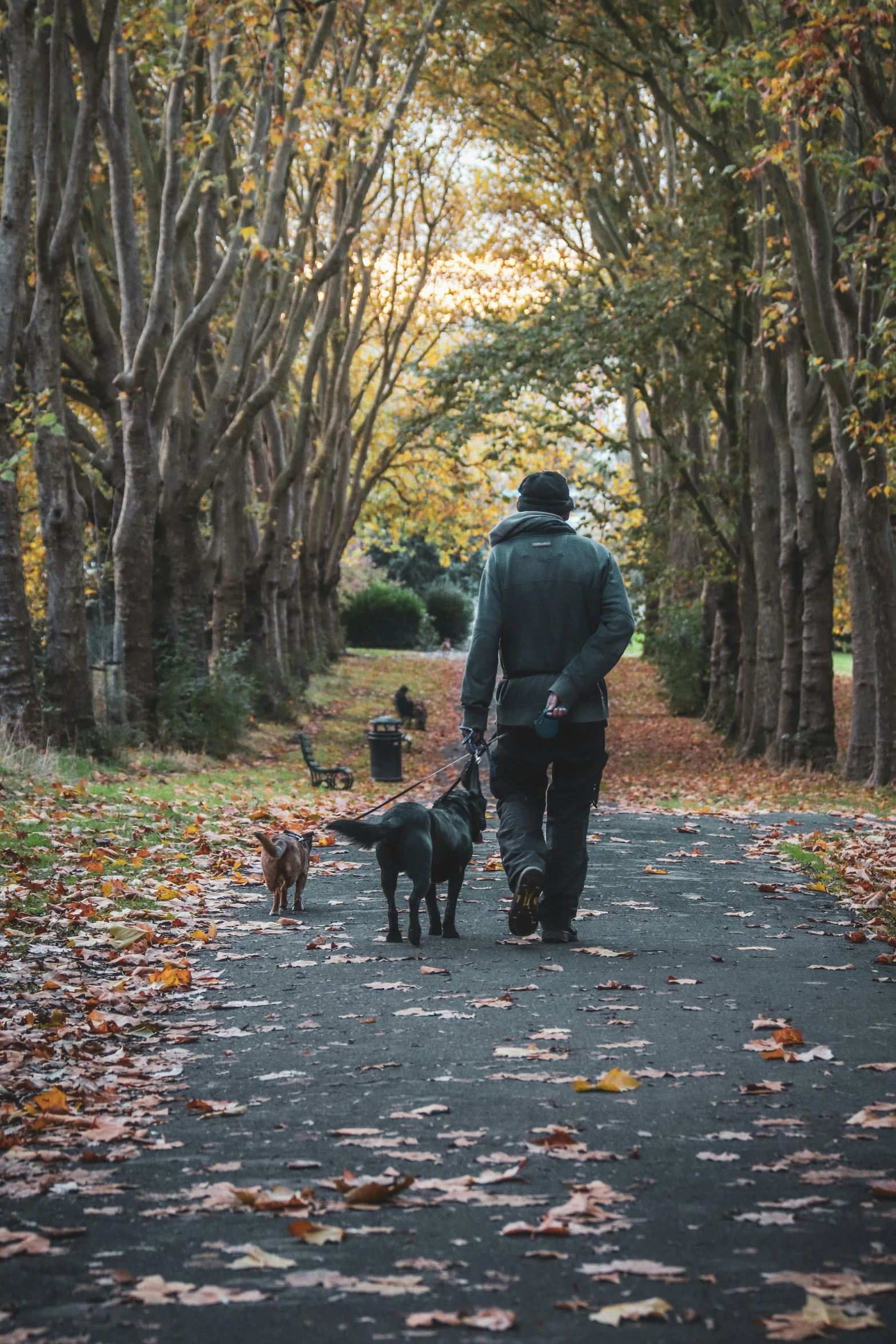 a person with a dog is walking down the street