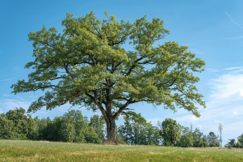 a tree in a grassy field under a clear blue sky