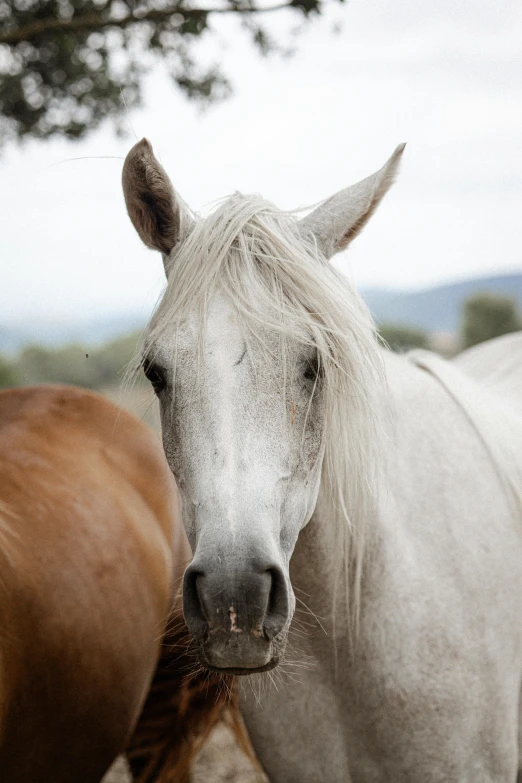 two horses standing next to each other in a field