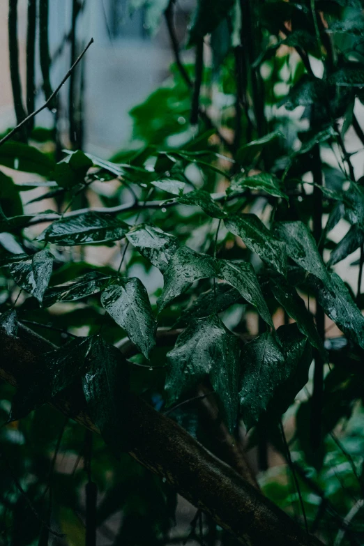 many plants are growing near each other and covered in rain